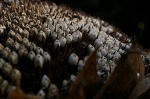 2008-10-01_01.07.39_Photo