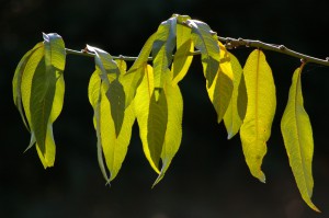 2008-12-18_22.24.34_Photo